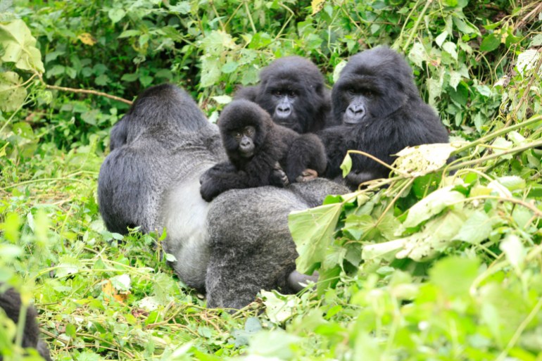 A band of mountain gorillas rest in a clearing in Virunga national park in the Democratic Republic of Congo, near the border town of Bunagana October 21, 2012. The M23 Movement, the newly formed political wing of former M23 rebels, opened Virunga national park to tourists to allow the tracking of the rare mountain gorillas. REUTERS/James Akena (DEMOCRATIC REPUBLIC OF CONGO - Tags: ANIMALS ENVIRONMENT)