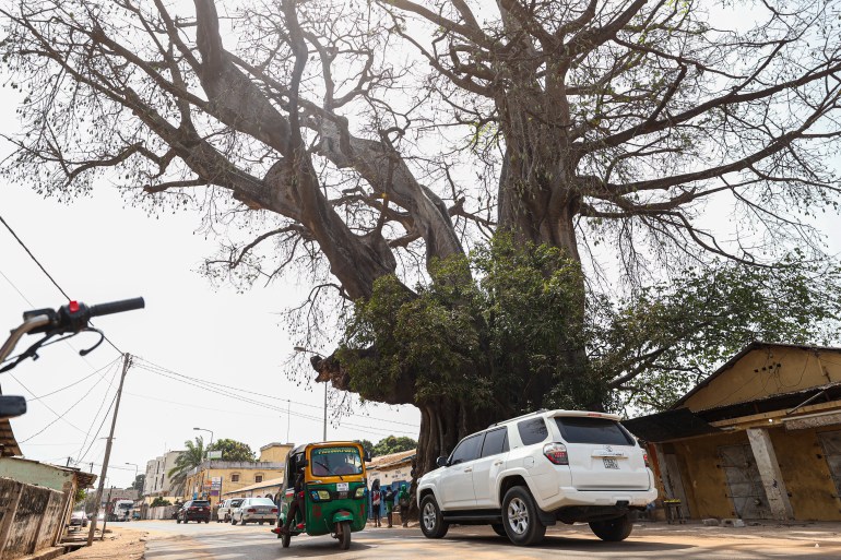 غامبيا.. شجرة كابوك عملاقة تتحدى الزمن وتحمل رمزية ثقافية وروحية SEREKUNDA, GAMBIA - FEBRUARY 16: The towering kapok tree in the Latrikunda German neighborhood of Serekunda has stood for centuries, revered by locals as a sacred natural landmark on February 16, 2025 in Serekunda, Gambia. With its sprawling branches and massive trunk, the tree serves as a focal point of daily life, providing shade to vendors and passersby along the bustling street. Known as the "Great Tree," it remains one of Gambia’s most iconic natural monuments. ( Cem Özdel - Anadolu Agency )